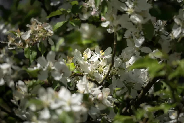 Blossom Brampton